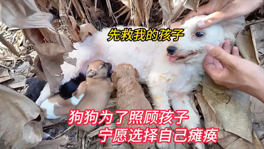 中国首个机器人大厨获批上岗,新澳门精准一肖一码准确今晚,最新核心解答落实_创意版V5.30